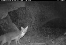 10 Ways Conservation Technology Shifted into Auto in 2018