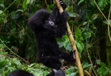 Mountain Gorilla: Population Increase Gives Hope