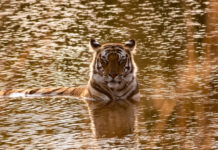 Nepal Set to Double National Tiger Population