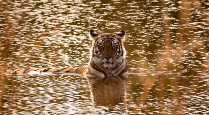Nepal Set to Double National Tiger Population