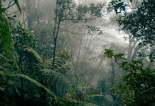 Indonesia Deforestation Decline Prompts Payments from Norway