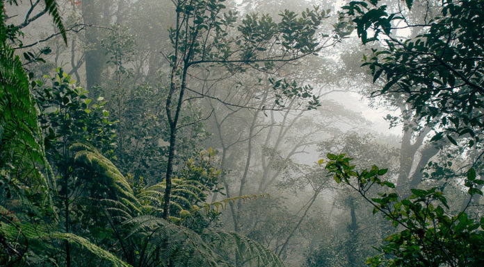 Indonesia Deforestation Decline Prompts Payments from Norway