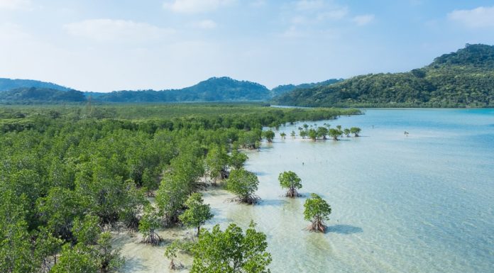 Conserving the Blue Forest: One of Earth’s Most Powerful Tools for Carbon Capture