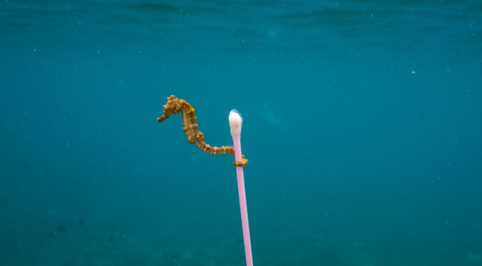 National Geographic and Sky Ocean Ventures Launch Global Challenge, Search for Innovative Solutions