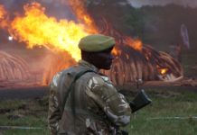 Do we need a wildlife crime convention?