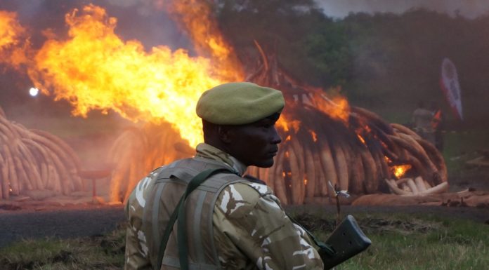 Do we need a wildlife crime convention?