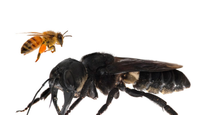 “Holy Grail” of Bees Rediscovered After Nearly Four Decades