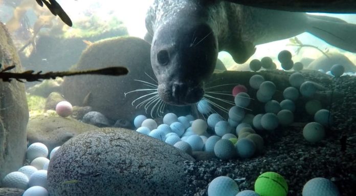 A teen scientist helped me discover tons of golf balls polluting the ocean