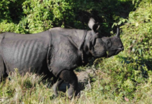 New agreement to boost transborder conservation of rhinos, elephants, and tigers in India and Nepal