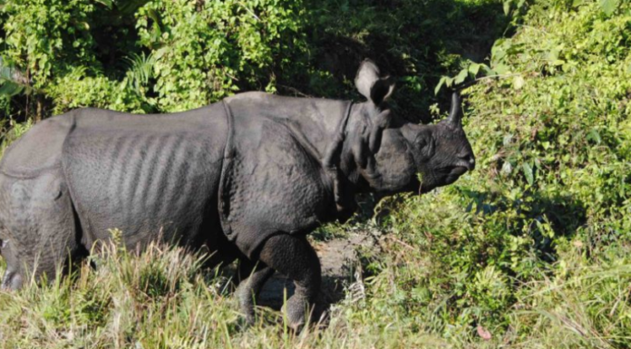 New agreement to boost transborder conservation of rhinos, elephants, and tigers in India and Nepal