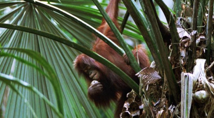 IUCN Study Provides “Glimmer of Hope” for Borneo’s Orangutans