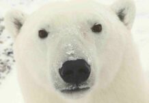 Canada Announces Nature Champions Summit