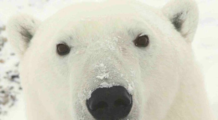 Canada Announces Nature Champions Summit