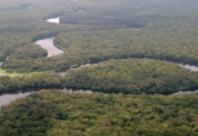 Conserving the Congo Basin: Cuvette Centrale