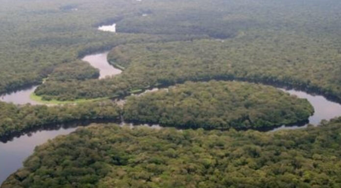 Conserving the Congo Basin: Cuvette Centrale