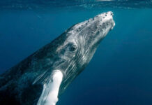 Antigua and Barbuda, Trinidad and Tobago, and Paraguay Join Battle Against Marine Plastic Pollution