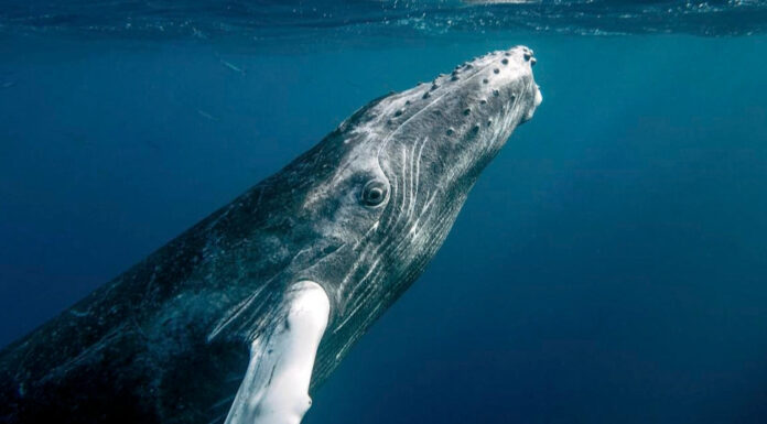 Antigua and Barbuda, Trinidad and Tobago, and Paraguay Join Battle Against Marine Plastic Pollution