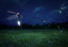 Fireflies: Stars of the Forest