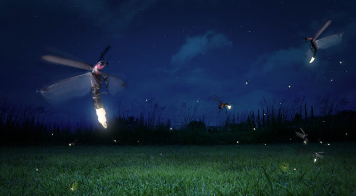 Fireflies: Stars of the Forest