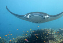 The Gentle Leviathan: Giant Oceanic Manta Rays