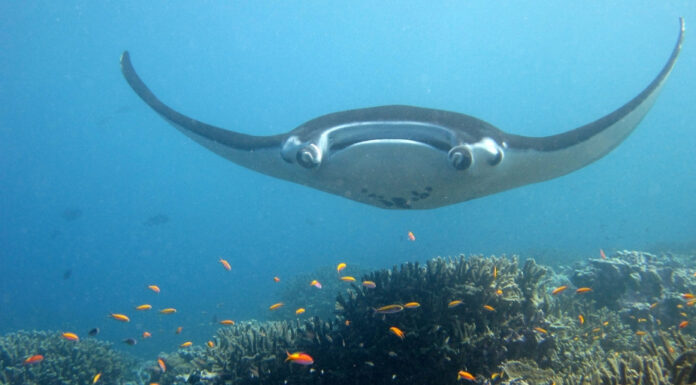 The Gentle Leviathan: Giant Oceanic Manta Rays