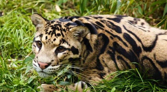 Wildlife Conservation Society Announces Request for Proposals for Climate Change Adaptation Projects