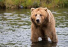 Alberta grizzly bears will feel the effects of climate change