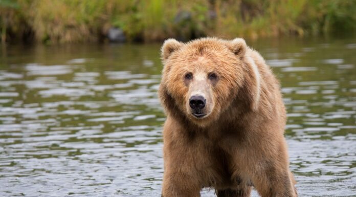 Alberta grizzly bears will feel the effects of climate change