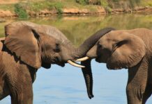 New Campaign Calls on Japan to End Ivory Trade