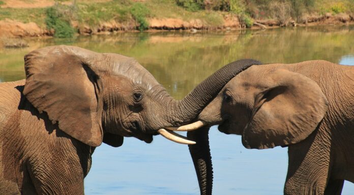 New Campaign Calls on Japan to End Ivory Trade