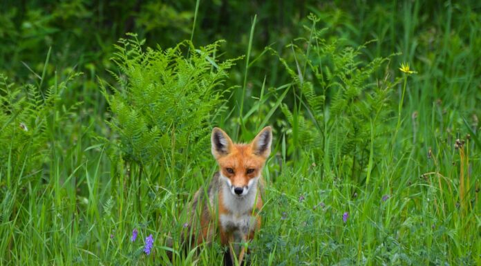 Camera traps are revealing the secret lives of Britain’s mammals