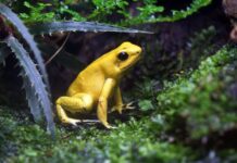 Deadly frog fungus has wiped out 90 species and threatens hundreds more