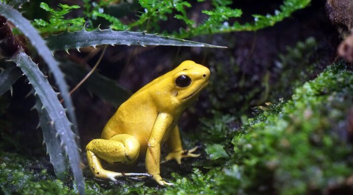 Deadly frog fungus has wiped out 90 species and threatens hundreds more