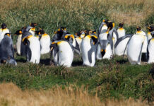Chile President Sebastián Piñera Launches COP25 Climate Summit