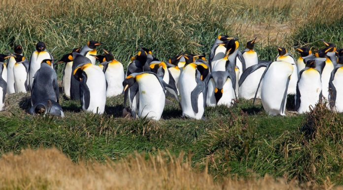 Chile President Sebastián Piñera Launches COP25 Climate Summit