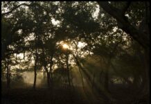 In Ghana, one man plants a future with 20 million new trees