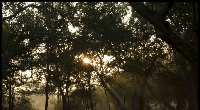 In Ghana, one man plants a future with 20 million new trees