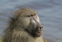 Climate change is putting even resilient and adaptable animals like baboons at risk