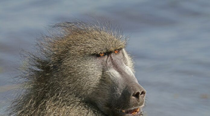 Climate change is putting even resilient and adaptable animals like baboons at risk