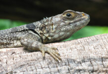 How vanishing lizards in Madagascar led to a troubling discovery about deforestation and climate change