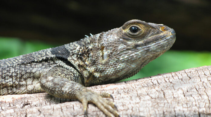 How vanishing lizards in Madagascar led to a troubling discovery about deforestation and climate change