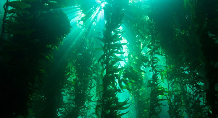 The Start-up That Believes Seaweed Can Change the World