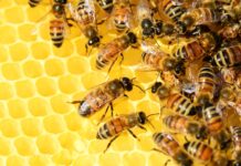 Air Pollution Could Be Making Honey Bees Sick- New Study