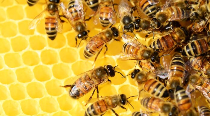 Air Pollution Could Be Making Honey Bees Sick- New Study