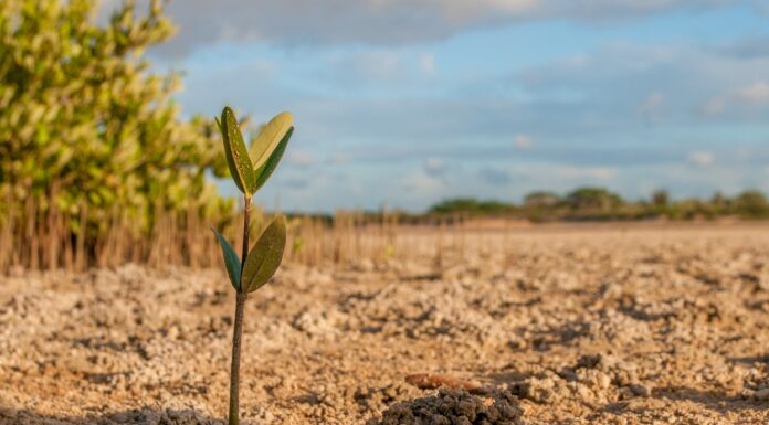 UN declares 2021 to 2030 ‘Decade on Ecosystem Restoration’