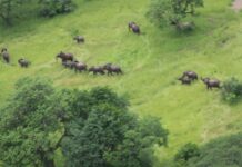 Conservation Win for Elephants in Mozambique