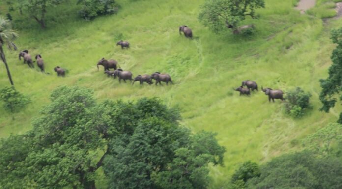 Conservation Win for Elephants in Mozambique