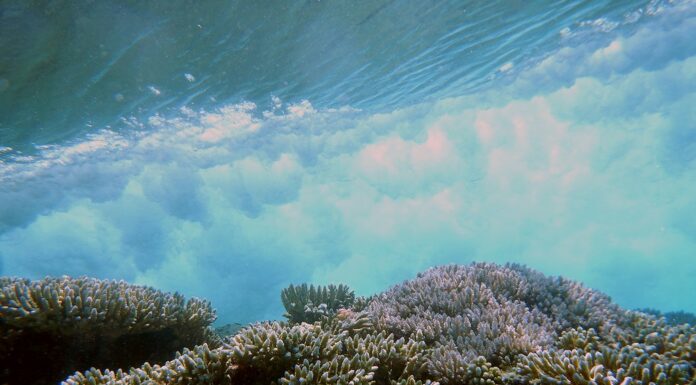 Coral reefs provide flood protection worth $1.8 billion every year – it’s time to protect them