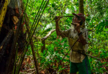 Indigenous peoples’ work in world’s protected areas is ignored and untapped