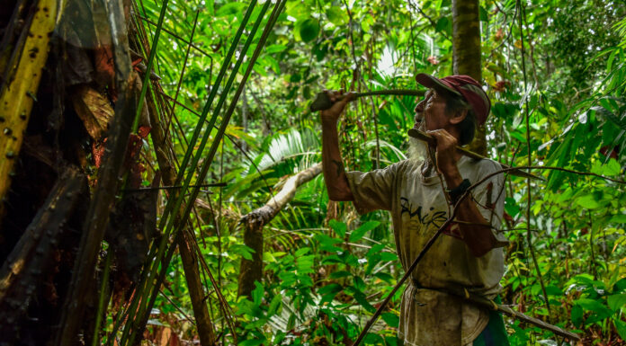 Indigenous peoples’ work in world’s protected areas is ignored and untapped